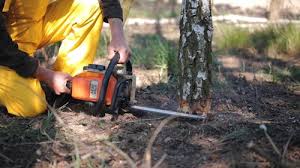 Seasonal Cleanup (Spring/Fall) in Ojus, FL