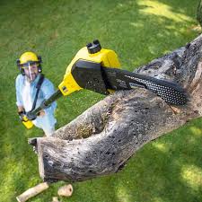 Best Stump Grinding and Removal  in Ojus, FL